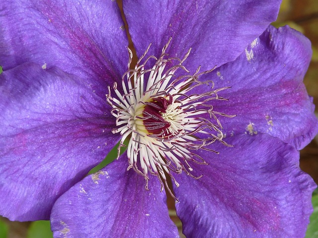 Free Clematis Blue photo and picture