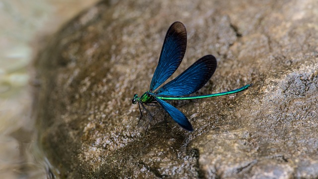 Free Dragon-Fly China photo and picture