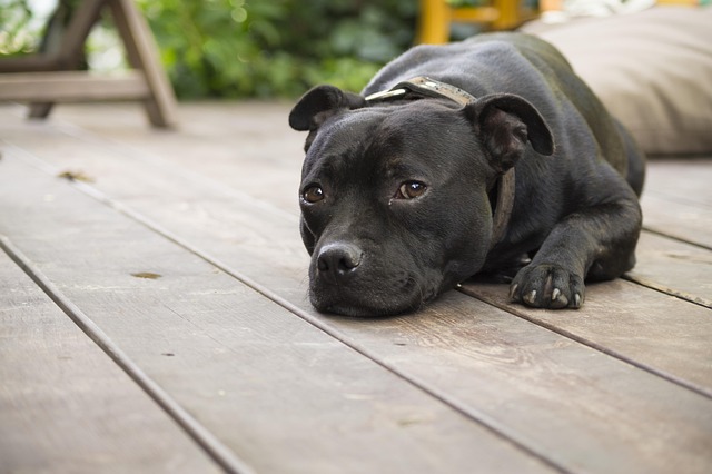 Free Dog Tiredness photo and picture