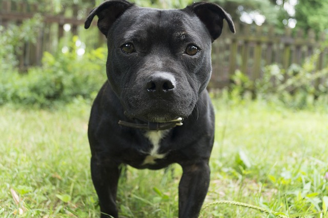 Free Dog Watchfulness photo and picture