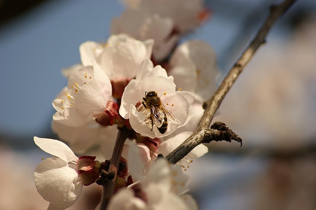 Free Bee Nature photo and picture