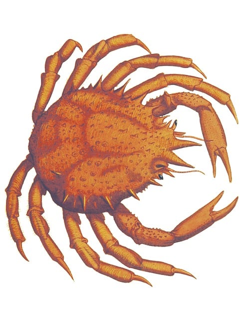 Krabbe, Årgang, James Sowerby, Fauna