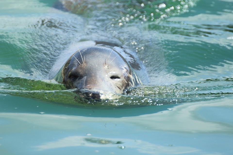 Seal Phoca Vitulina Robbe Dog · Free photo on Pixabay
