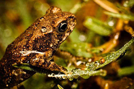Free Frog Macro photo and picture