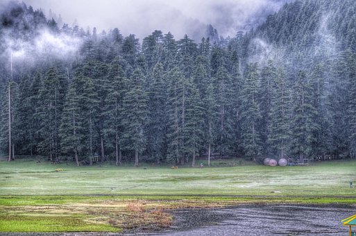 Free Winter Trees photo and picture