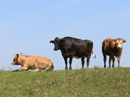 Vacas, Amdorf, Ostfriesland