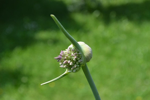 Knoflook, Bloesem, Prei, Kruiden