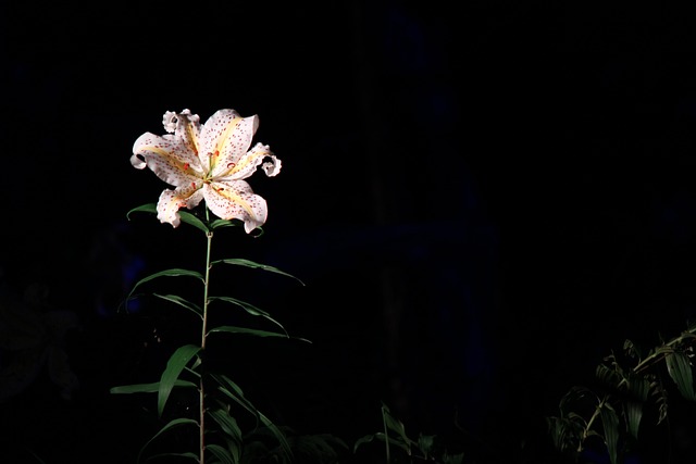 Lirio, Fukushima, Parque Deportivo Azuma