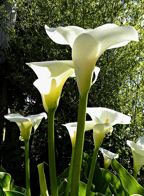 Free Calla Flower photo and picture