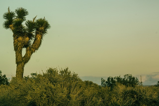 Joshua Tree, Deserto, Natureza
