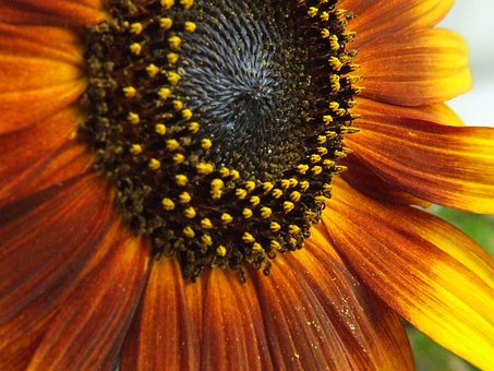 Free Sunflower Summer Flower photo and picture