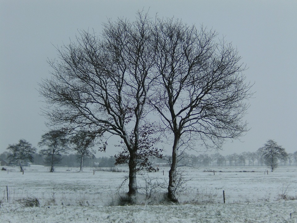 冬 木 雪 - Pixabayの無料写真 - Pixabay