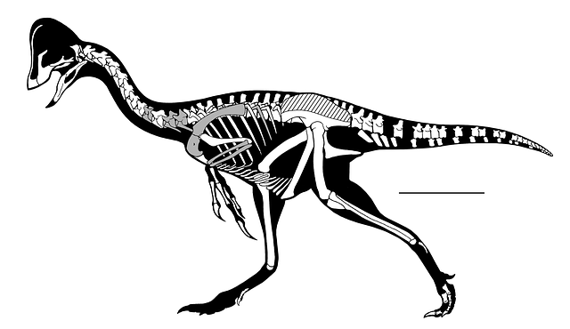 Oviraptorosaurian, Esqueleto, Dinossauro