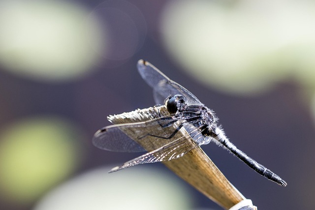 Makro, Natur, Liten, Insekt, Bille