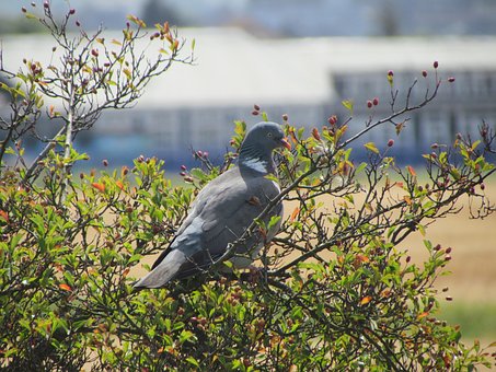 Free Pidgeon Bird photo and picture
