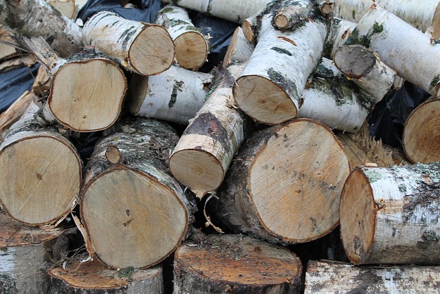 Free Log Wood photo and picture