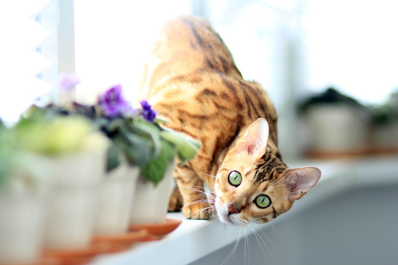 Cat - free online jigsaw puzzle photo