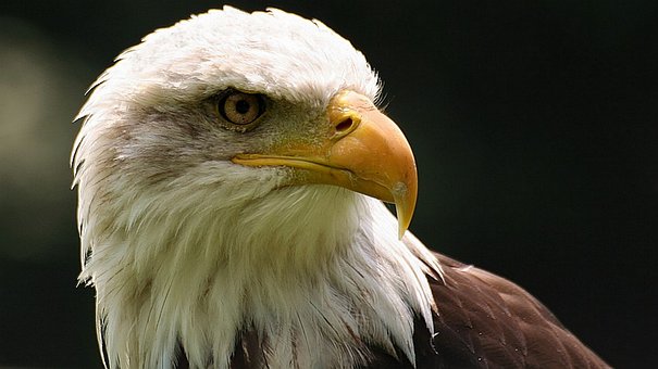 Free Eagle Bird photo and picture
