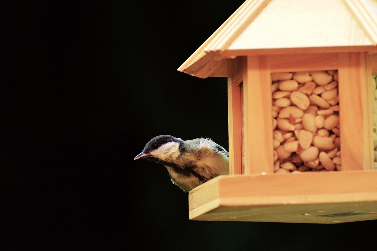 Nourriture pour écureuils et oiseaux sauvages aux arachides avec écale - GAGNON - La Grande