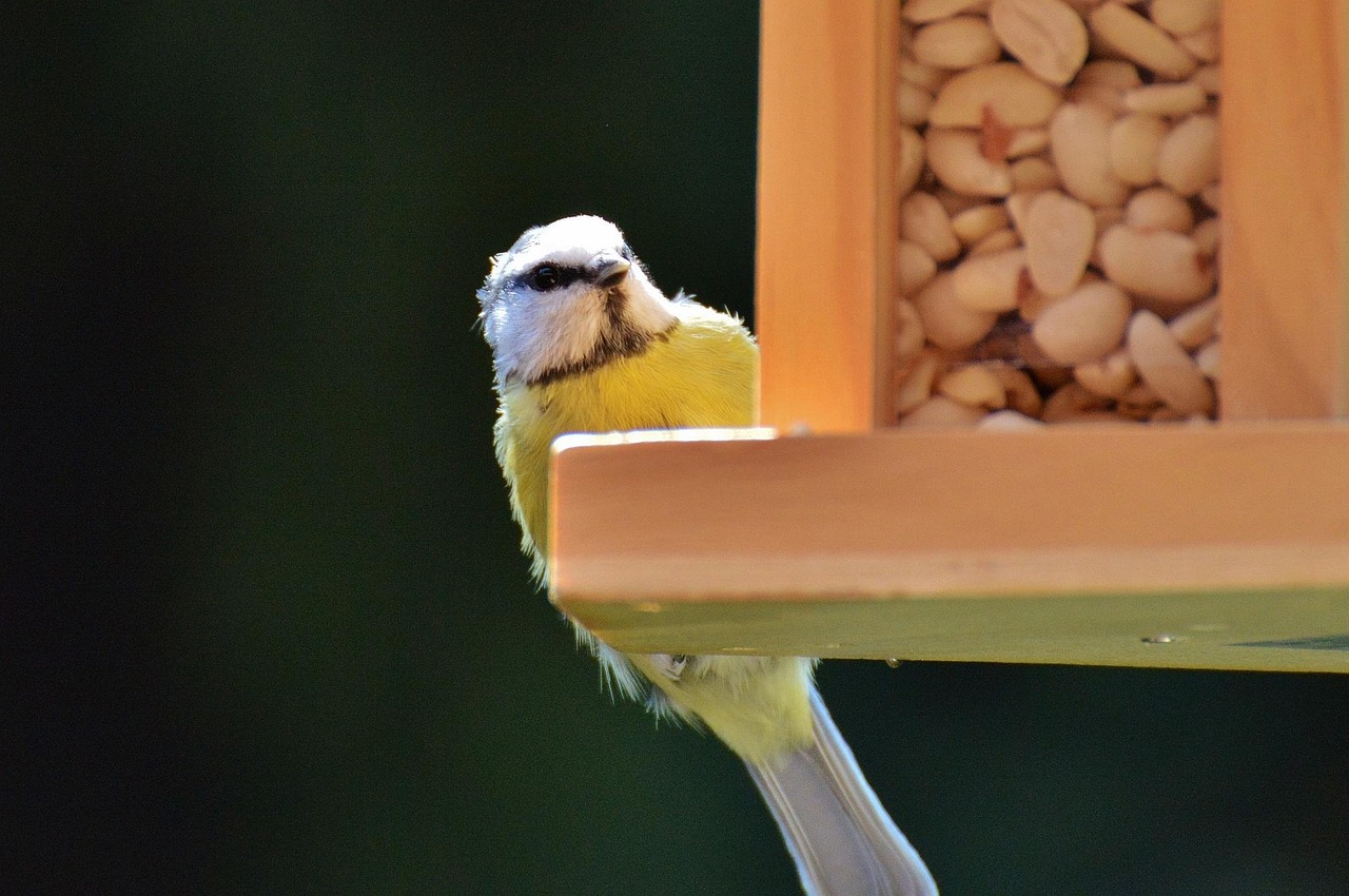 Oiseau Nourriture Pour Oiseaux - Photo gratuite sur Pixabay - Pixabay