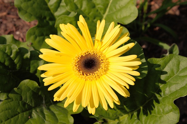Free Flower Nature photo and picture