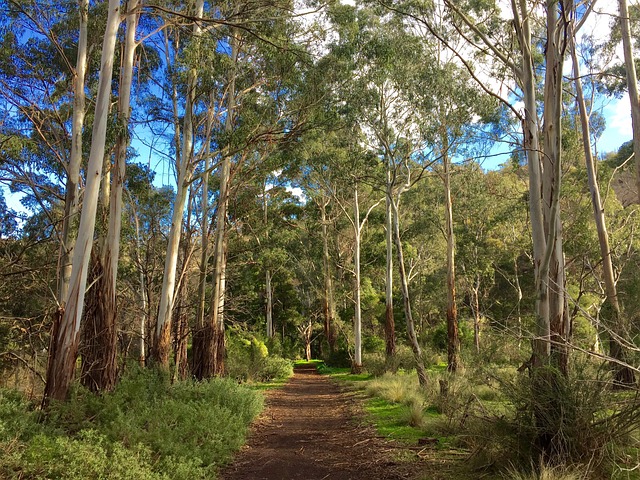 Free Woods Path photo and picture