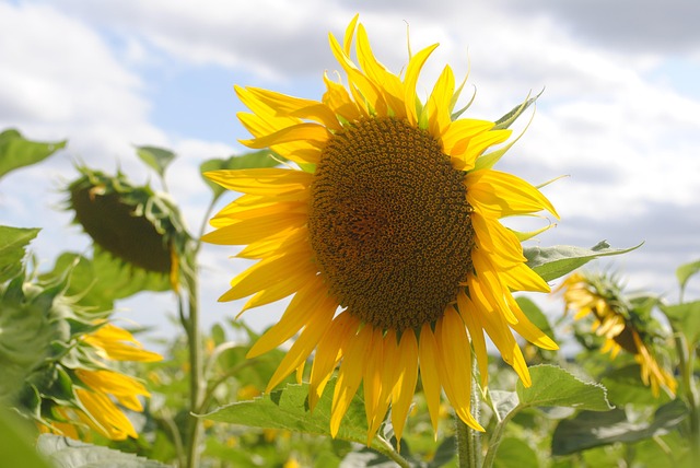 Zonnebloem, Zomerdag, Zomer, Natuur