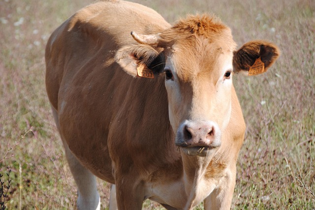 Koe In Het Veld, Koe, Gebied, Boerderij