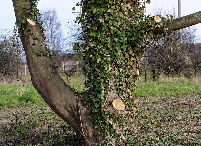 Suturing Tree 40,000+ Free Tree Surgeon & Surgeon Images - Pixabay