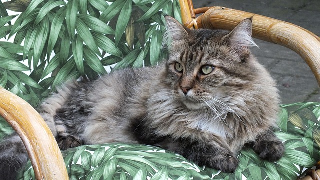 Malai, Katze, Miao