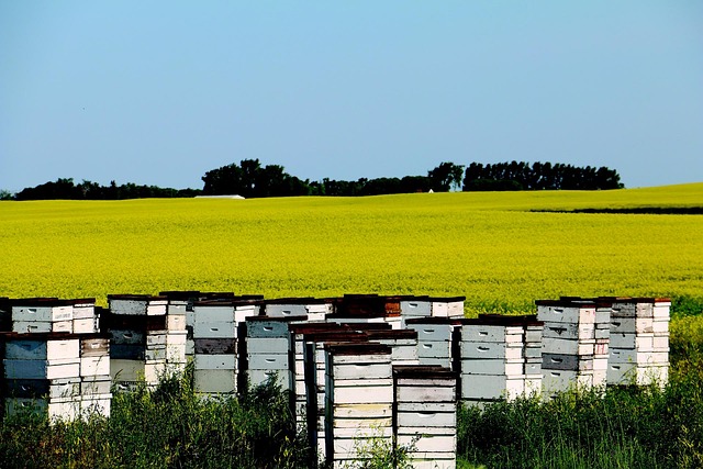 Free Canola Field photo and picture