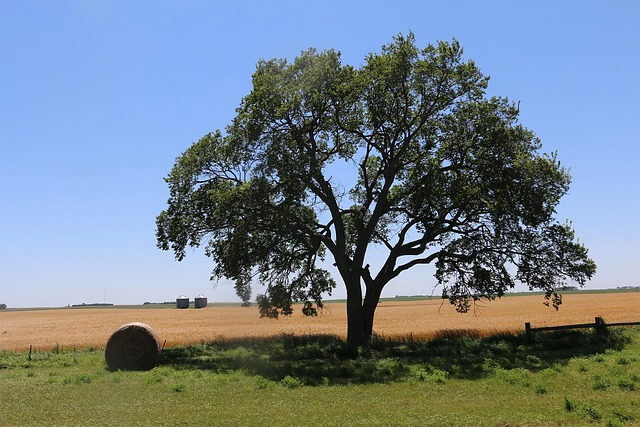 Free Trees Blue Sky photo and picture