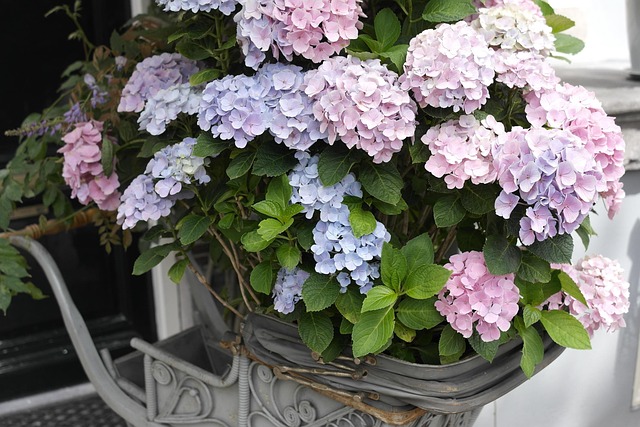 Free Hydrangea Beautiful photo and picture