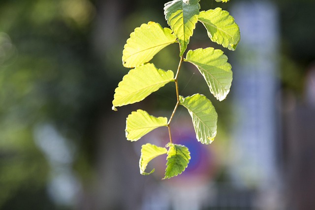 Free Leaf Sunshine photo and picture