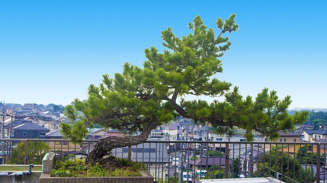 Free Pine Tree Life photo and picture