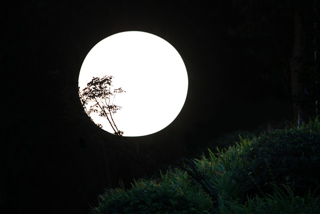 Free Night Moonlight photo and picture