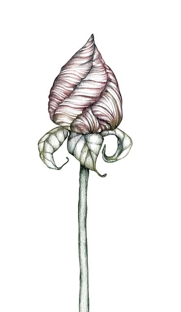 Free flower rose pink rose illustration