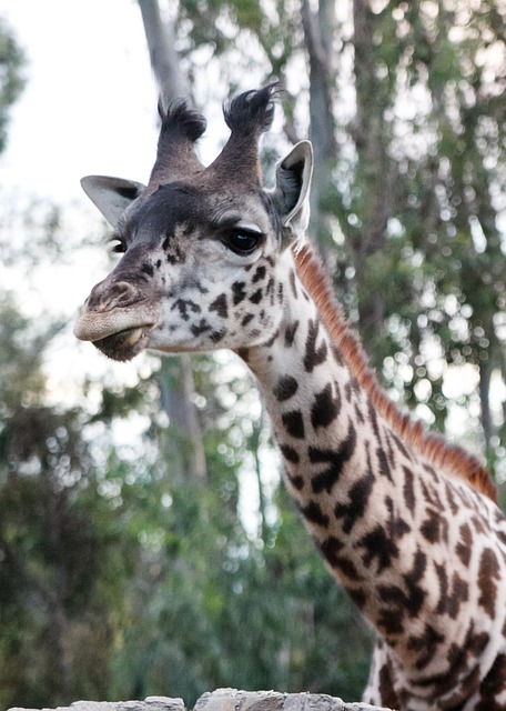 Free Giraffe Zoo photo and picture