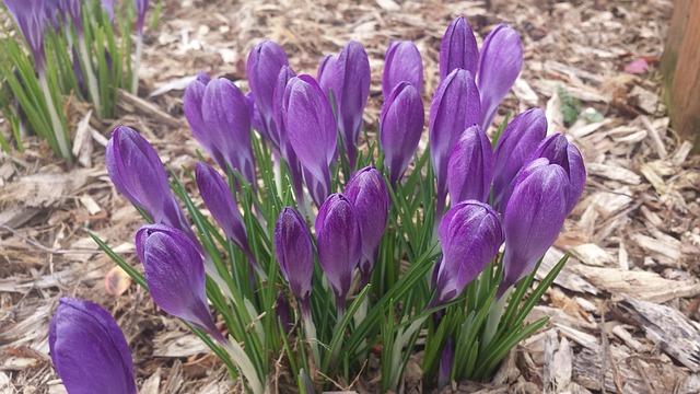 Azafrán, Primavera, Naturaleza, Flor