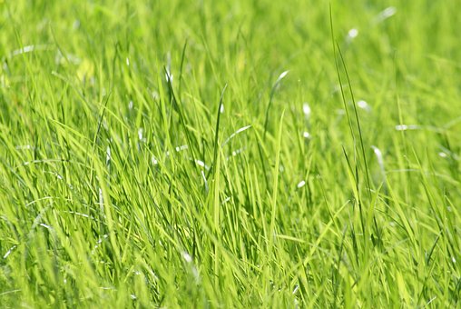 Free Herb Green photo and picture
