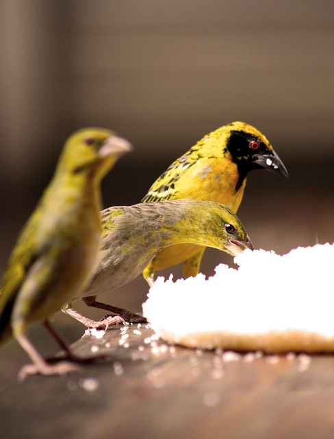 Vogelbeobachtung, Vögel, Lebensmittel