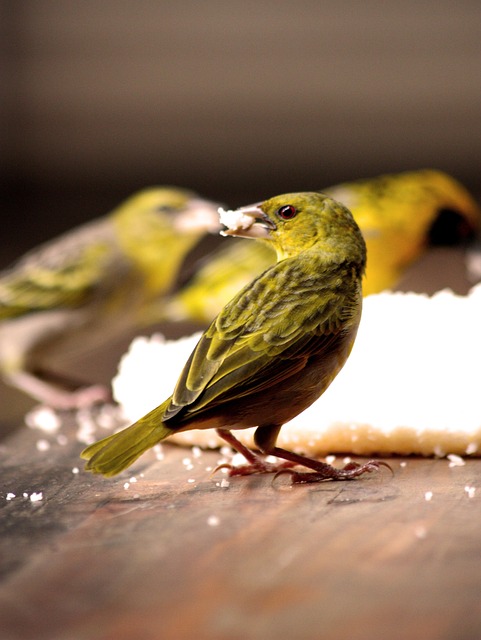 Vogel, Fütterung, Vogelbeobachtung