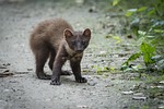 croatian forest, martes martes, beast