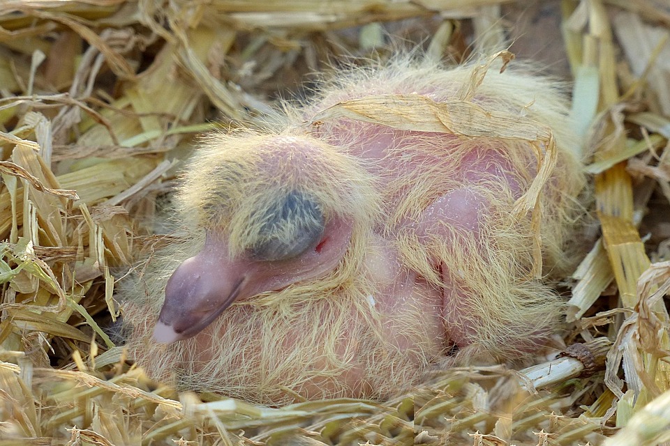 Tier, Taube, Columba, Zuchttaube, Jung, Nest