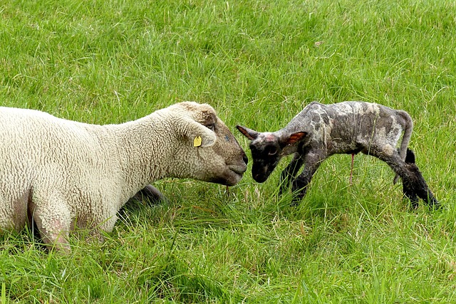 Free Animal Sheep photo and picture