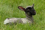 animal, lamb, just born