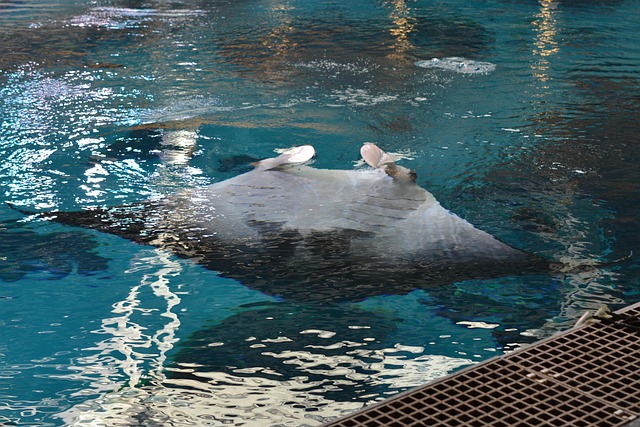 Raio, Arraia, Piscina, Aquário, Animal