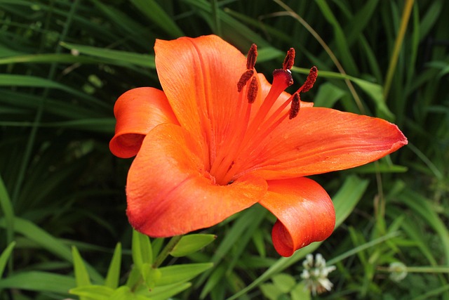 Free Red Flower Flower photo and picture