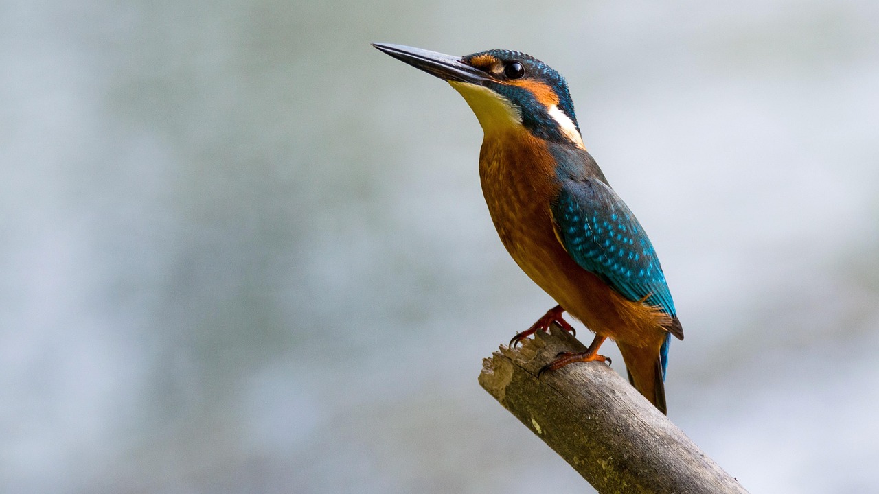 Alcedo Atthis Common Kingfisher Bird Small Alcedo Atthis Common Kingfisher Bird Small