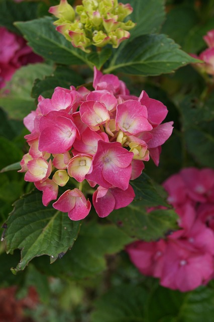 Hortensia, Bloem, Natuur, Purper